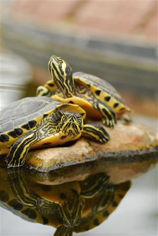 Two Yellow Bellied Slider Turtle