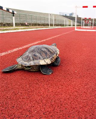 Athletic Turtle