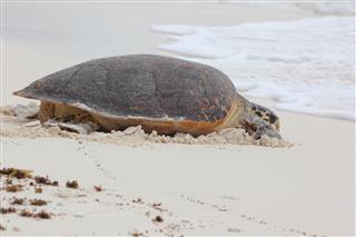Hawksbill Turtle Nesting On Cousin Island