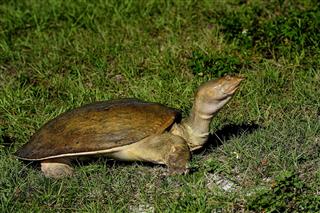 Florida Softshell Turtle Viera Wetlands