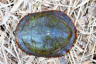 Painted Turtle Carapace