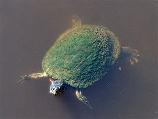 Peninsula Cooter Turtle In Marsh Water