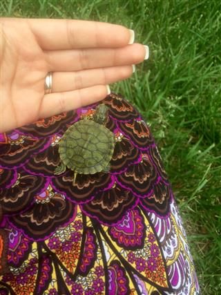 Holding A Baby Turtle