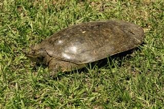 Florida Softshell Turtle Apalone Ferox