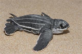 Leatherback Sea Turtle Newborn Profile