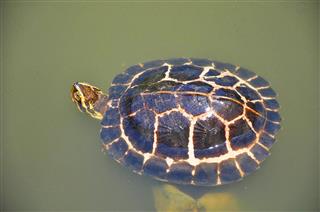 Turtle Tortoise Soft Shell Turtl