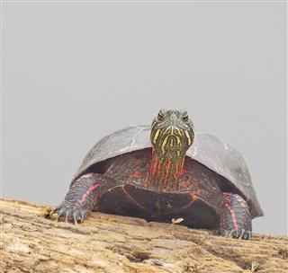 Turtle On A Log
