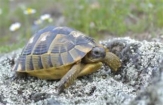 Spur Thighed Turtle