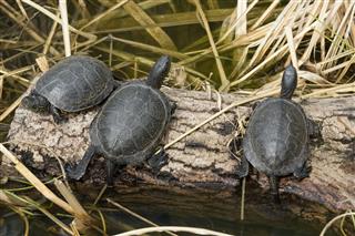 European Pond Turtles
