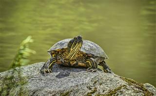 Painted Turtle Heats Itself On Sunny Rock