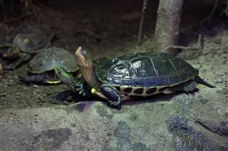 Chinese Stripe Necked Turtle