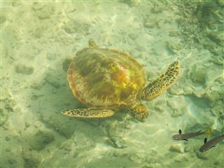Moorea Turtle And Fish