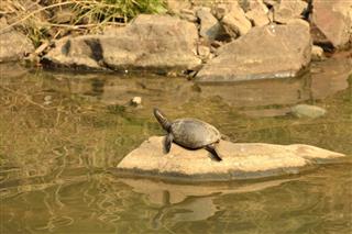 Ganges Soft Shelled Turtle