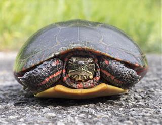 Painted Turtle Closeup