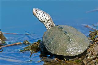 Diamondback Terrapin Turtle