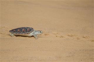 Hawksbill Sea Turtle On The Beach