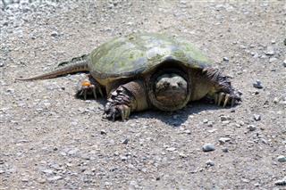Snapping Turtle Chelydra Serpentina