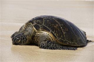 Sleeping Sea Turtle On Turtle Beach