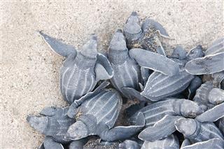 Leatherback Sea Turtle Hatchlings