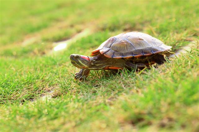 Terrapin Turtle On Grass