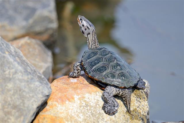 Diamondback Terrapin Turtle