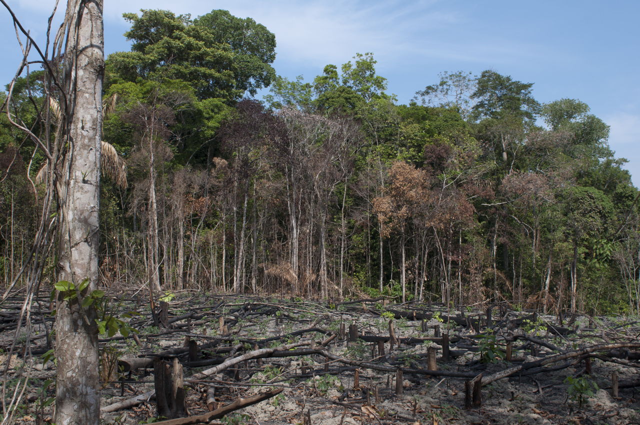 Threats to the Rainforest