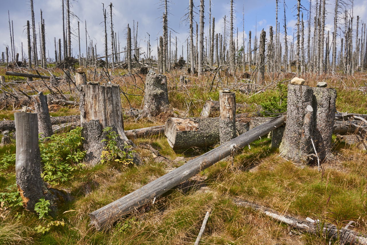How Does Commercial Logging Impact Our Environment