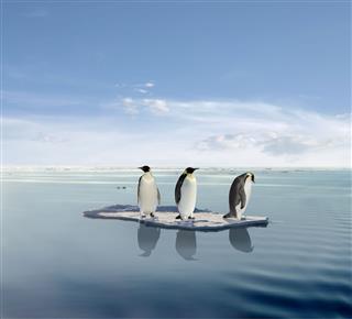 Penguins On Melting Ice