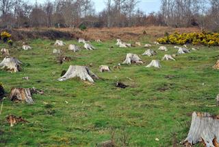 Old Tree Stumps In A Field
