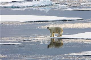 Polar Bear Standing On Ice Floe