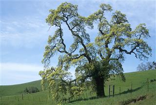 California Oak
