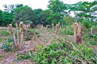 Tree Stumps And Felled Forest Deforestation