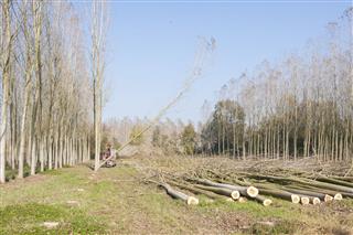 Cutting A Forest Of Poplars