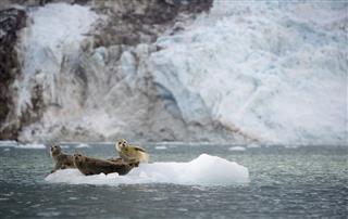 Harbor Seals Sit On Ice Flow
