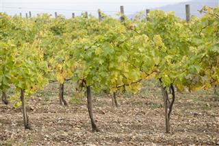 Grape Vine Plantation