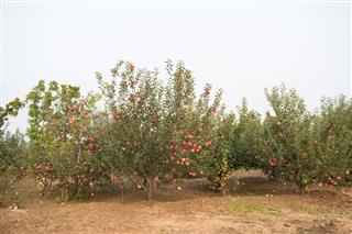 The Red Fuji Apple Trees
