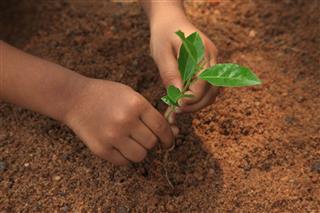 Planting Young Tree