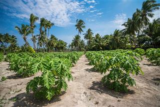 Papaya Plantations