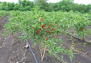 Peppers On Tree