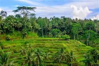 Rice Terraces In Ubud