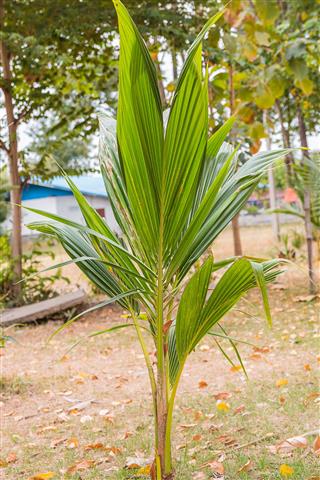 Small Coconut Tree