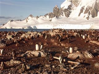 Breeding Ground On Antarctica
