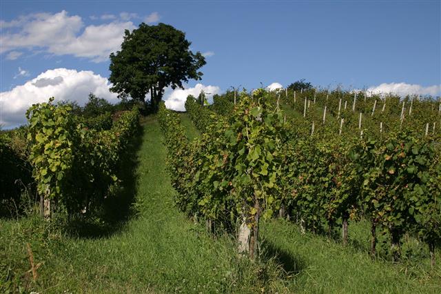 Vineyard In Croatia