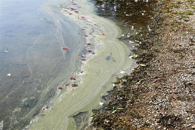Algae Pollution Along Shoreline