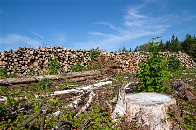 Clear Cut Logging Site