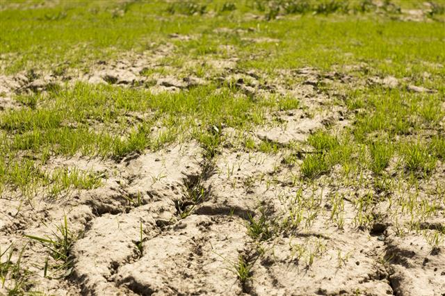 Soil And Grass During Drought