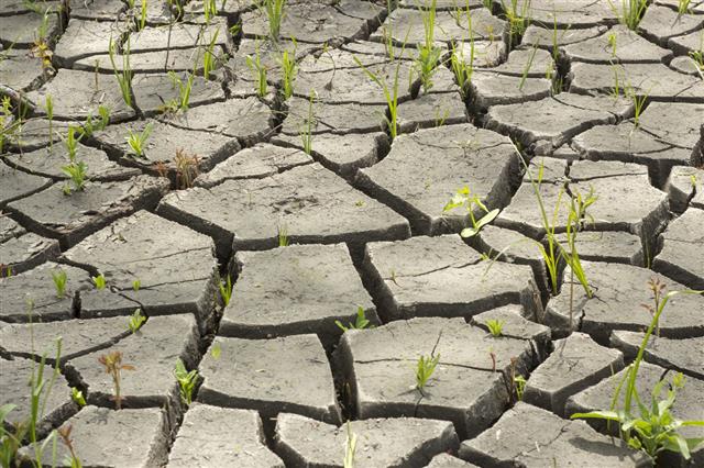 Soil And Grass During Drought Cracks