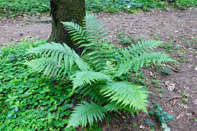 Fern At The Foot Of Tree