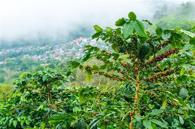 Coffee Seeds On Coffee Tree