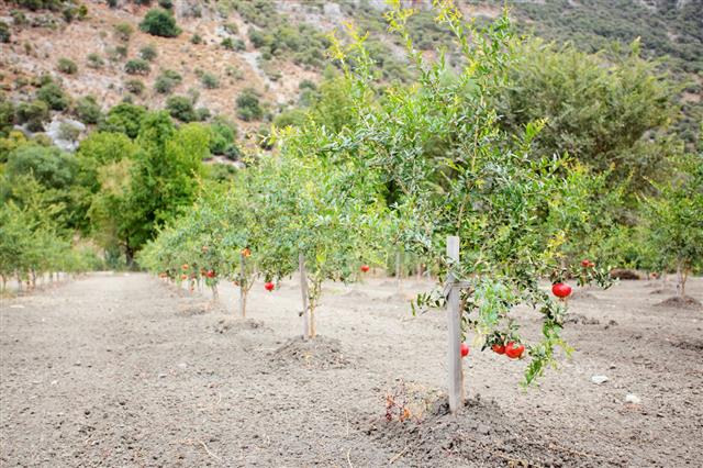 Pomegranate Orchard